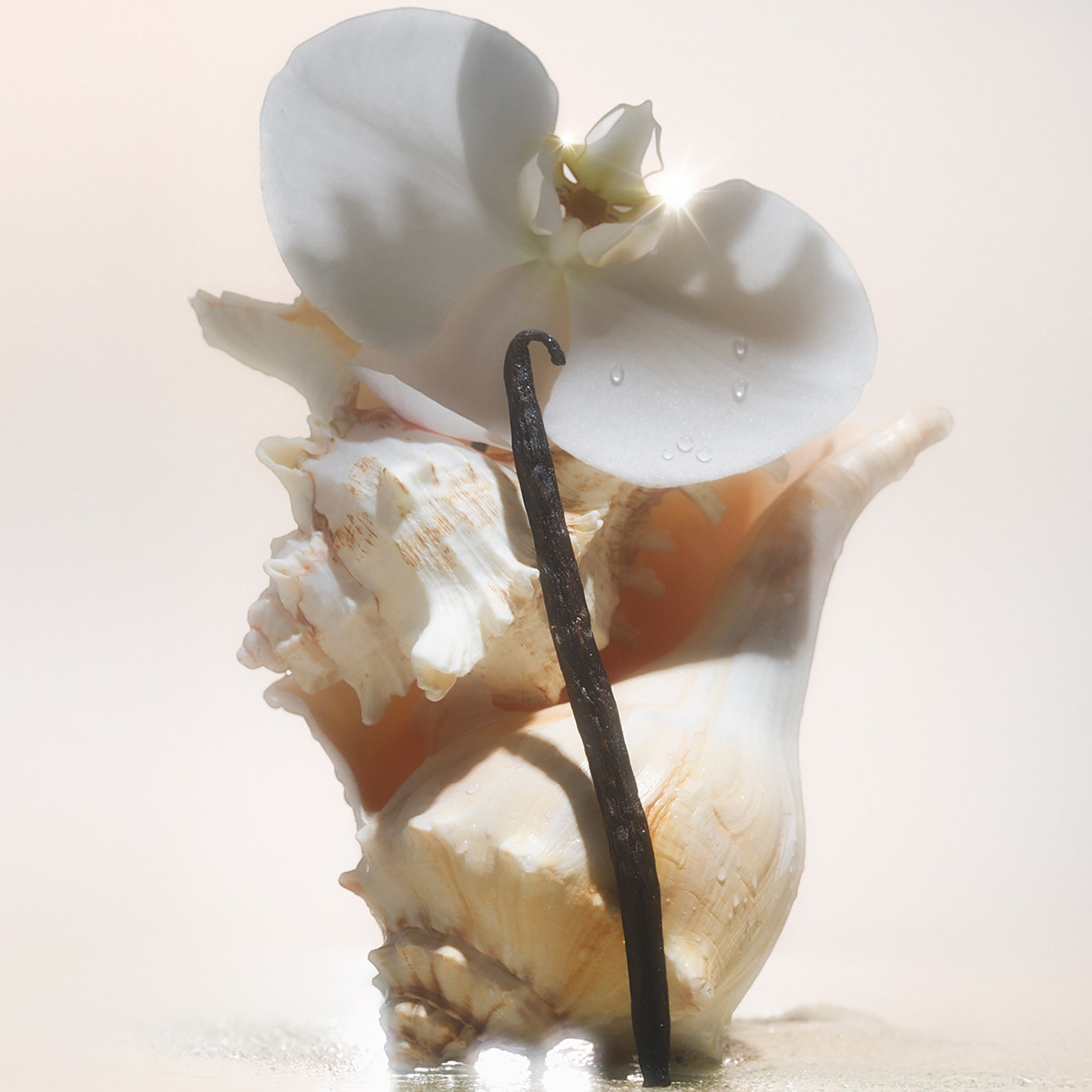 Ellemania Saltair Multi-Lipid Body Butter Salt Water Vanilla z białą orchideą, muszlą i laską wanilii w jasnym świetle
